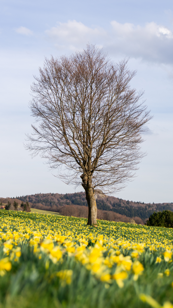 champs de jonquilles en Ardèche