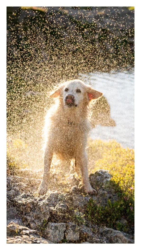 Golden retriever mouillé qui s'ébroue à contre-jour au lac Besson, Alpe d'Huez