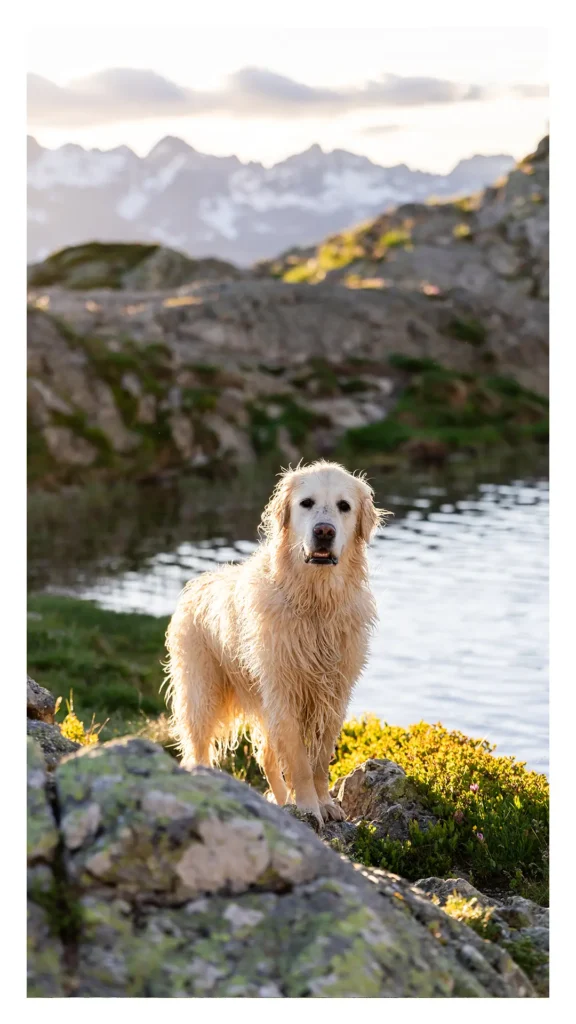 Portrait golden retriever mouillé devant le lac Besson et les sommets, Alpe d'Huez Isère