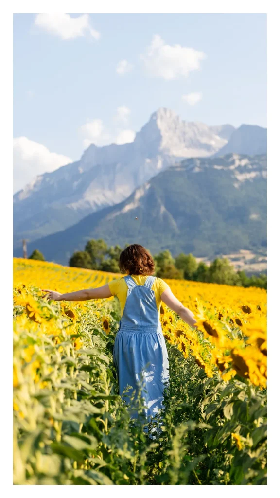 Champ de tournesols avec vue sur les montagnes du Trièves, à moins d'1h de Grenoble